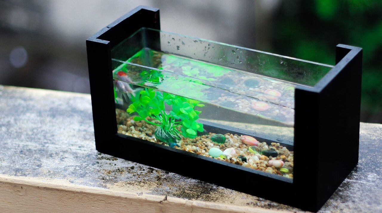 Aquarium as Hobby: A Beginner’s Guide to Setting Up Your First Fish Tank