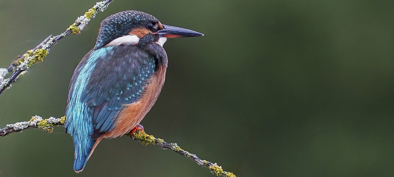 Bird Watching as a Hobby: A Beginner's Guide to Birding - Hobbyinstinct